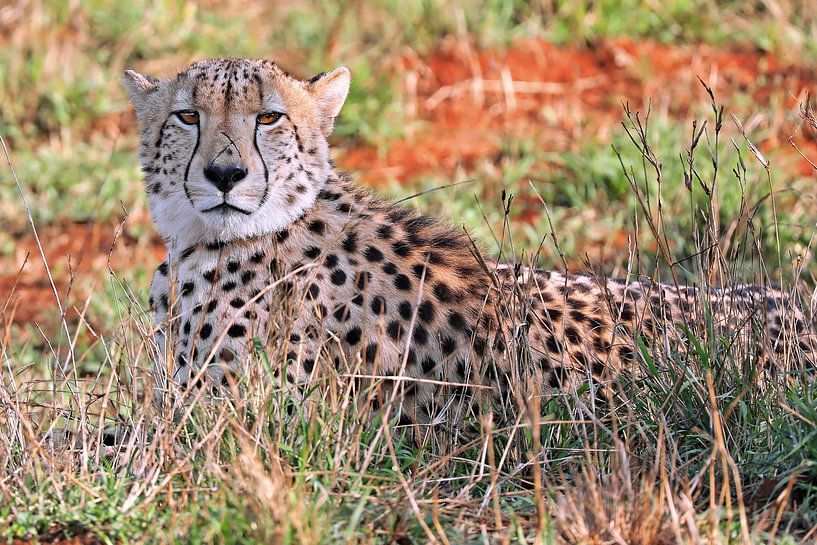 Jachtluipaard in Kruger Nationaal Park Zuid-Afrika van WiWo