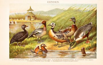 Antique colour plate Ducks by Studio Wunderkammer