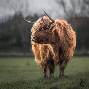 Schottischer Highlander