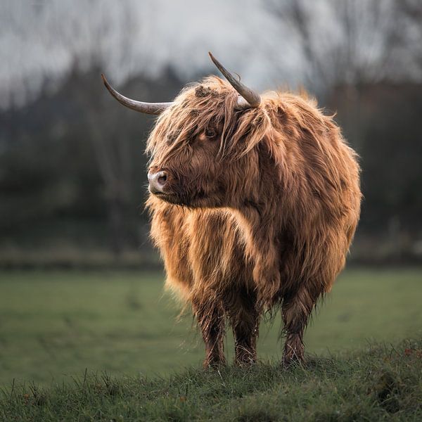 Scottish Highlander by Peter Deschepper