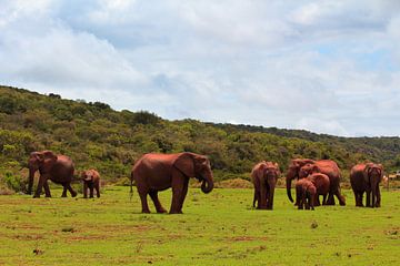 "Troupeau d'éléphants sur une plaine herbeuse. sur Capture the Moment 010