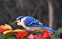 A blue jay in autumn by Claude Laprise thumbnail