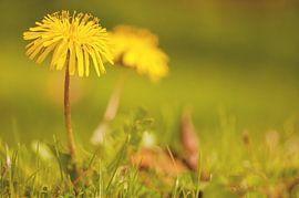 Löwenzahn von Alena Holtz