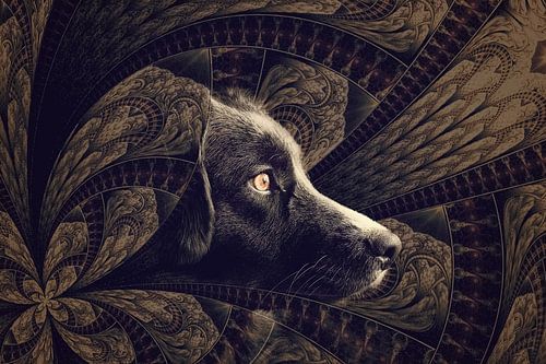 Professional dog model