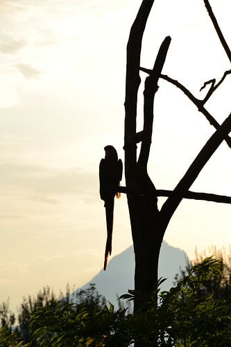 Papegaai: thuis of ver weg?