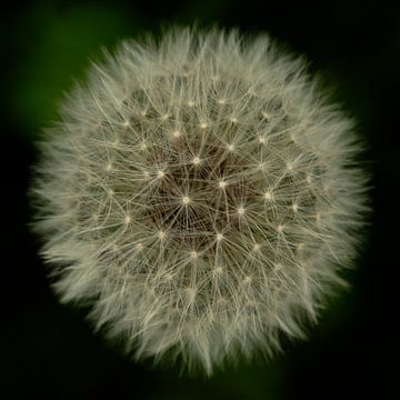 Paardebloem van René Beijer