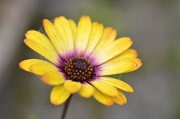 gelbe Blume von Kris Van den Bossche