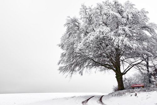 Besneeuwde beuk met rode houten bank