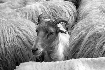 Porträt eines geschorenen Drents Heideschafes 2 von Jaap Tanis