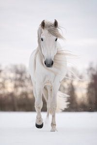 Cheval blanc dans la neige | photographie de cheval