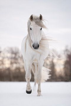 White horse in the snow | horse photography