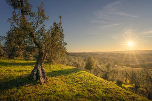 Olivenbaum bei Sonnenuntergang in den Hügeln von Santa Luce, Toskana, Italien