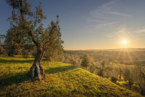 Olive Tree at Sunset in Santa Luce Hills, Tuscany, Italy