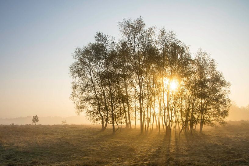 Sunrise on the Treeker heath birch forest by Auke van der Pal