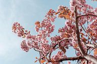 Frühlingsblüte und blauer Himmel von Jonai Miniaturansicht