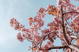 Fleurs de printemps et ciel bleu