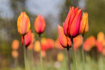 Tulpen van Bruno Hermans