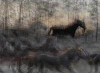 paard, milan malovrh