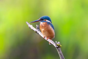 Kingfisher on a branch by Teresa Bauer