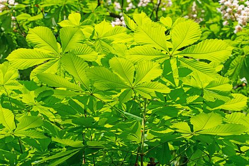 Feuilles de châtaignier