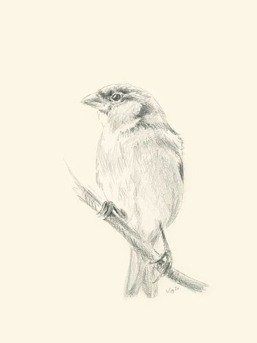 Une femelle moineau sur une branche - Dessin au crayon