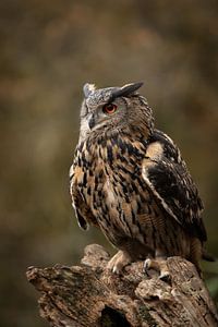 Hibou grand-duc sur une souche d'arbre