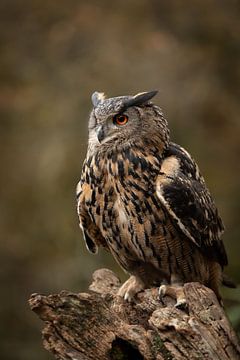 Eagle owl on a tree stump by KB Design & Photography (Karen Brouwer)