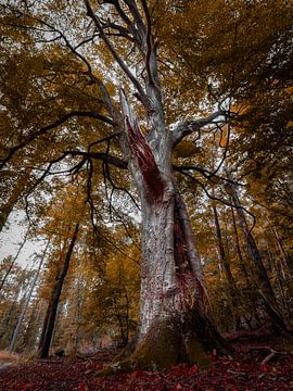 geheimnisvoller Baum von Roy Kreeftenberg