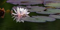 Die Schönheit einer Lilie. von Marcel Pietersen Miniaturansicht