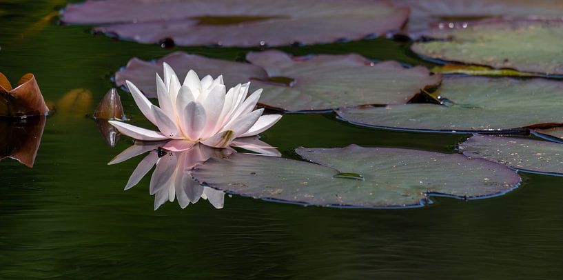 Die Schönheit einer Lilie. von Marcel Pietersen
