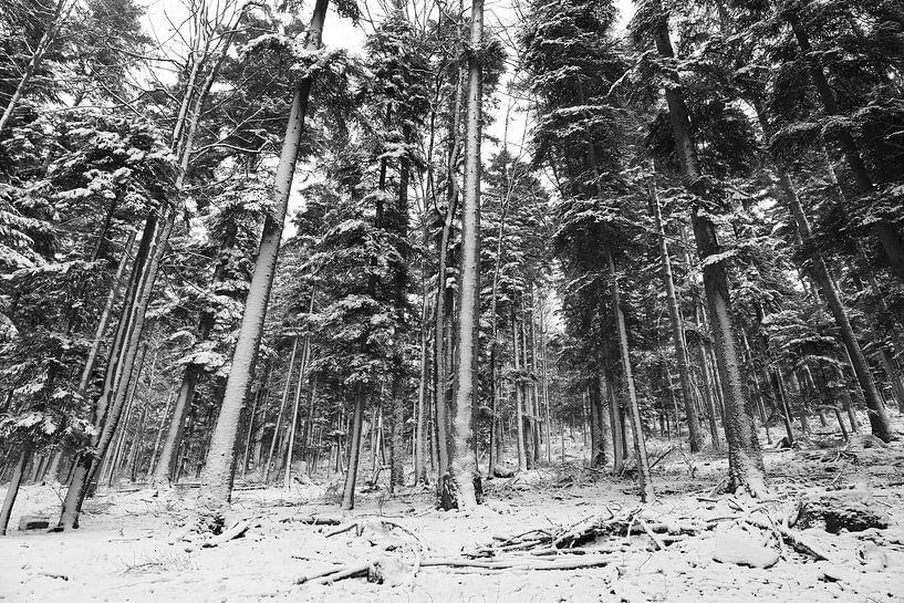 Winterlandschap in de Franse Vogezen van GoWildGoNaturepictures