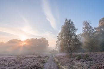 Zonsopkomst op de heide tijdens een koude herfstochtend