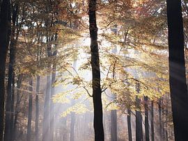 Sunbeams through the forest 'Hoekelumse bos' by Ben Nijenhuis
