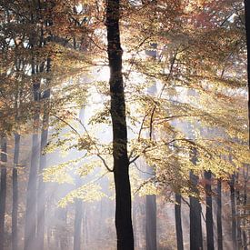 Sunbeams through the forest 'Hoekelumse bos' von Ben Nijenhuis