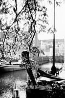 Leafy roof at Delfshaven