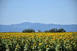 Ein Feld mit Sonnenblumenblüten von Claude Laprise