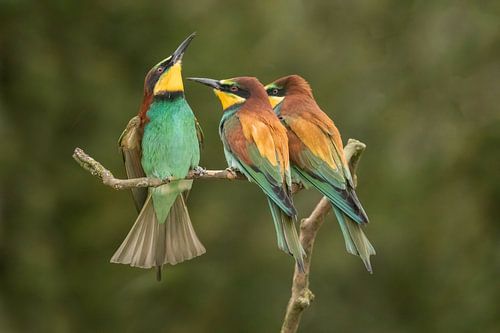 Bijeneters, 3 op een rij.