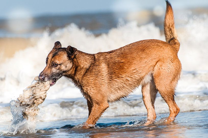 Spelen aan zee by Hetty van der Zanden