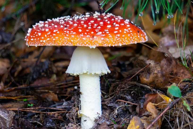 L'agaric mouche. par Onno Alblas