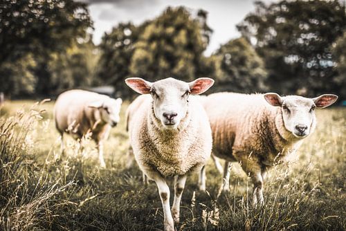 Schafe in der Landschaft