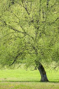 Le grand bouleau au printemps sur Christian Müringer