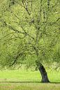 Grote berk in de lente van Christian Müringer thumbnail