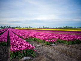 Tulpenfeld im Frühling von t.ART