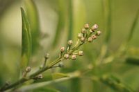 Bay laurel (Prunus laurocerasus) - buds