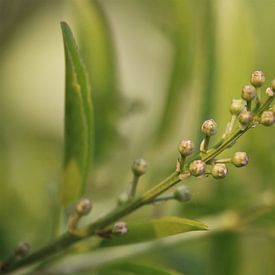 Lorbeer (Prunus laurocerasus) - Knospen von Beatrice Heinze