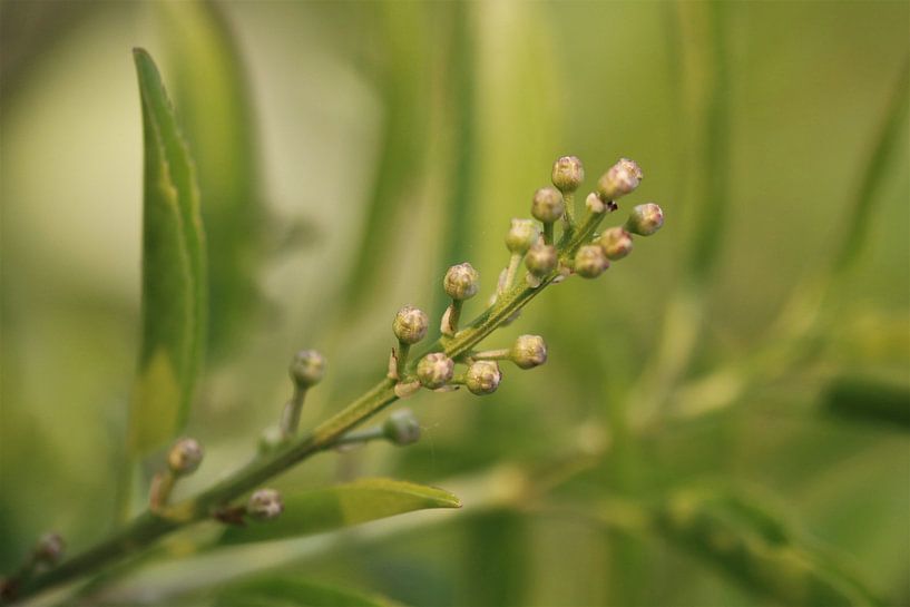 Bay laurel (Prunus laurocerasus) - buds by Beatrice Heinze