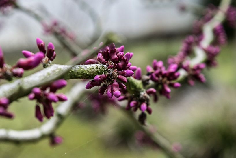 Cercis canadensis by Sylvia Schuur