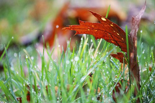 Blaadje in het natte gras