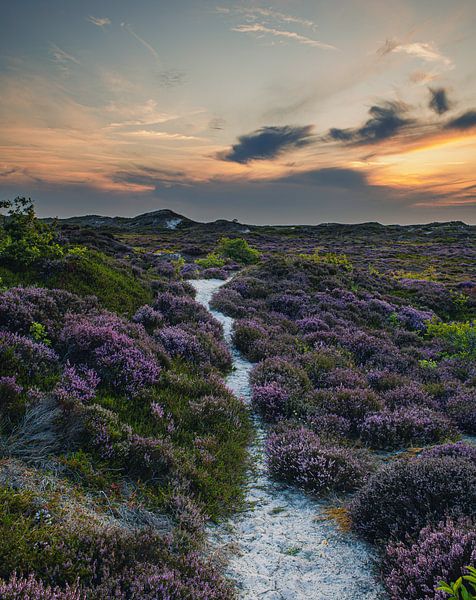 sandy path among the heather in the schoorl dunes by peterheinspictures