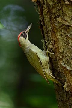 Green Woodpecker ( Picus viridis ) in dark woods van wunderbare Erde